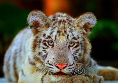 Close-up portrait of a cat