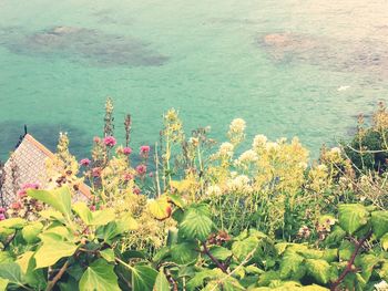 High angle view of flowers blooming by lake