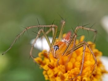 Close-up of spider on plant
