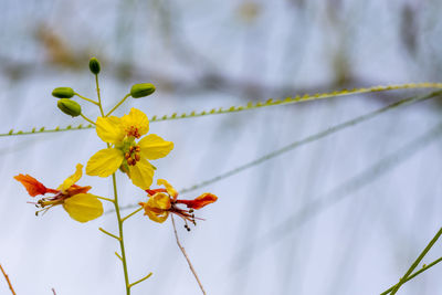 Low angle view of yellow flowering plant