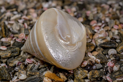 shell