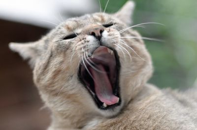 Close-up of cat yawning outdoors