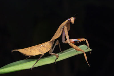 Close-up of insect over black background