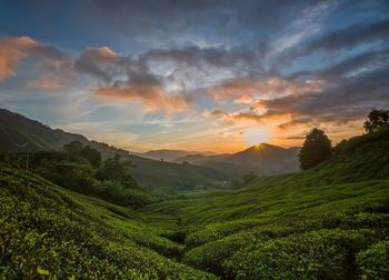 Scenic view of agricultural field against sky during sunset