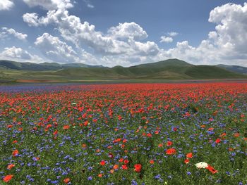 Scenic view of flowering plants on field against sky