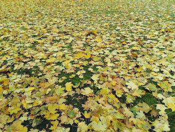 Close-up of fallen maple leaves floating on water