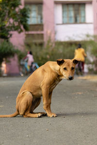 Close-up of dog