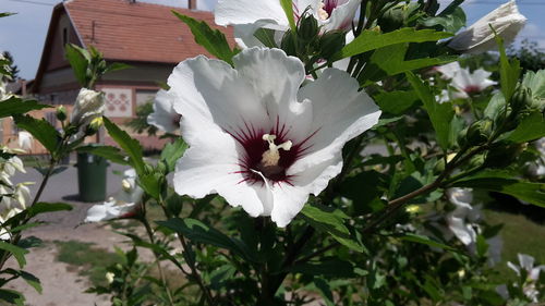 Close-up of white flower blooming outdoors