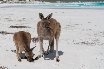 Kangaroos on the white beach of lucky bay, cape le grand national park, western australia