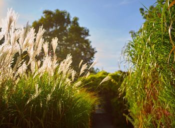 Close-up of grass on field against sky