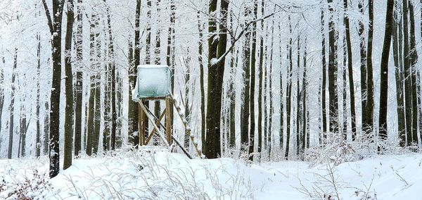 Snow covered land and trees in forest