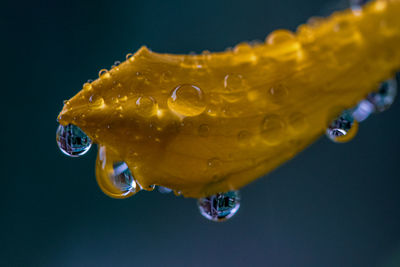 Close-up of raindrops on leaf