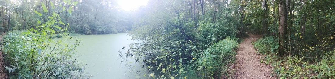 Panoramic view of river amidst trees in forest