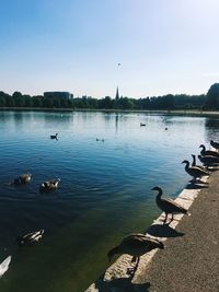 Birds swimming in lake against sky