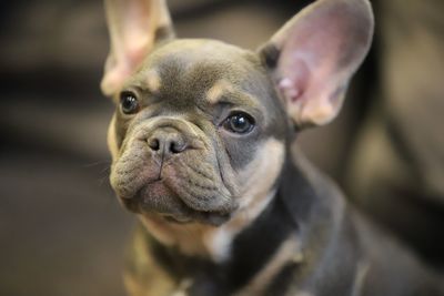 Close-up portrait of a dog