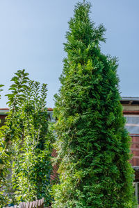 Low angle view of cactus against clear sky