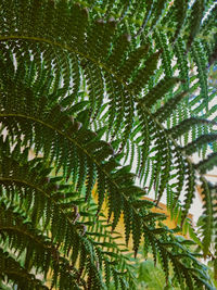 Close-up of palm tree leaves