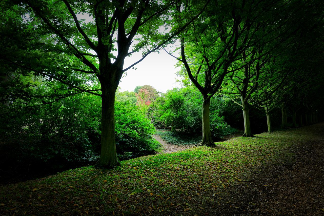 TREES GROWING IN FOREST