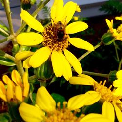 Close-up of insect on yellow flower