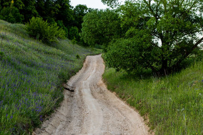 Dry dirt road at summer day near forest and green grass