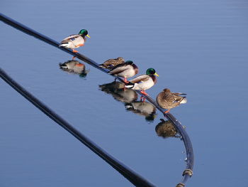 Ducks perching on lake against clear sky