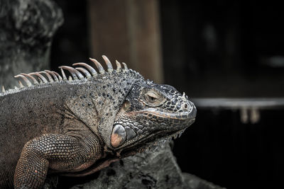 Close-up of iguana on rock