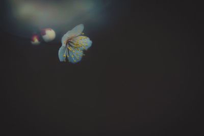 Close-up of flower against black background