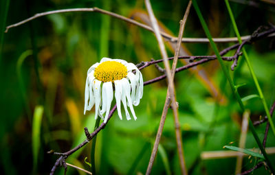 Close-up of white flowering plant