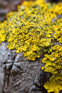 Close-up of yellow flowers