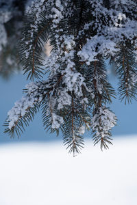 Close-up of snow covered pine tree