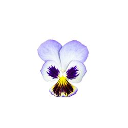 Close-up of purple flower