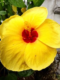 Close-up of yellow flowering plant