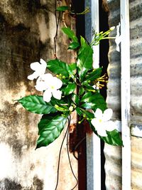 Close-up of flowers against wall