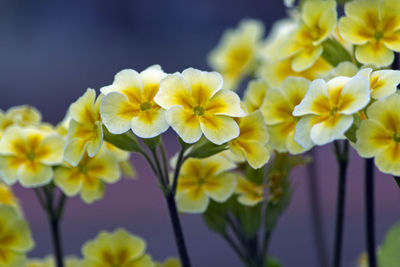 Close-up of yellow flowers blooming outdoors