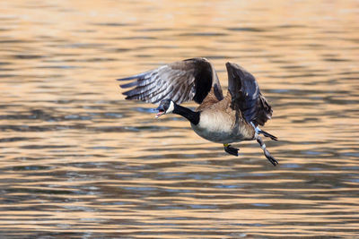 Canada goose flying / take off