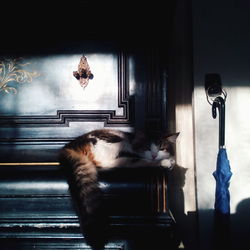Cat sitting on seat at home