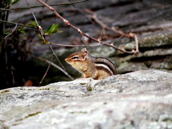 Close-up of squirrel on rock