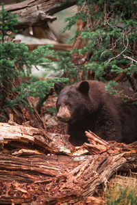 Close-up of black bear