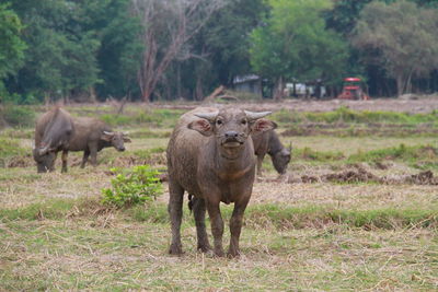 Sheep in a farm