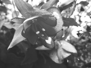 Close-up of flowering plant