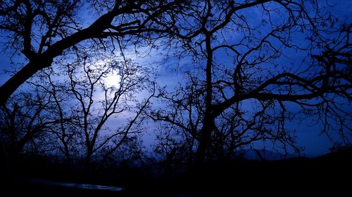 Silhouette of bare trees against sky