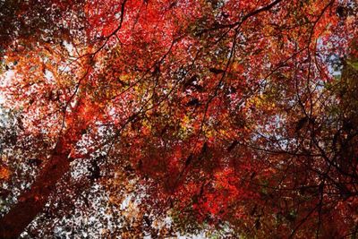 Low angle view of maple tree in forest during autumn