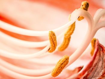 Close-up of food on table