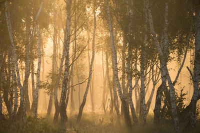 Trees growing in forest during foggy weather