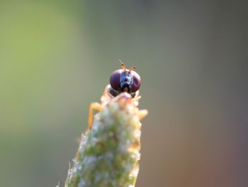 Close-up of insect on flower