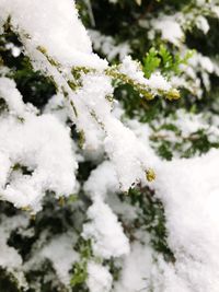 Close-up of frozen plant