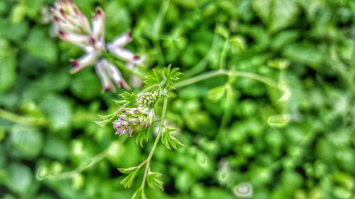 Close-up of plant