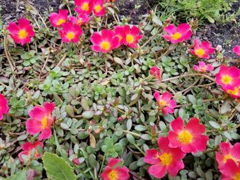 Close-up of pink flowers blooming outdoors