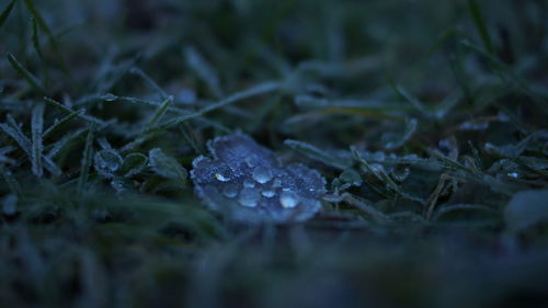 Close-up of water drops on leaf during winter