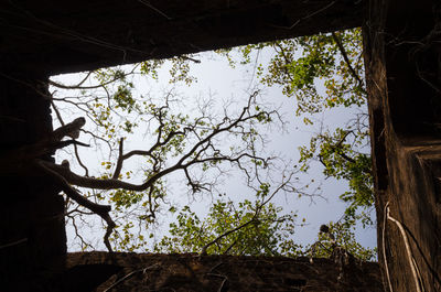 Low angle view of bird perching on tree against sky